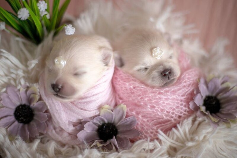 Miminost rollos: una maravillosa sesión de fotos de los cachorros recién nacidos Miminost rollos: una maravillosa sesión de fotos de los cachorros recién nacidos
