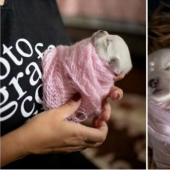 Miminost rollos: una maravillosa sesión de fotos de los cachorros recién nacidos