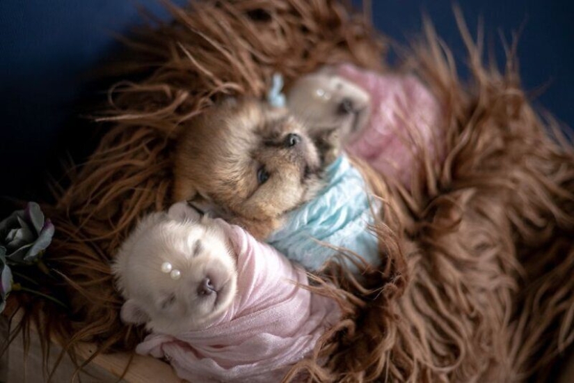 Miminost rollos: una maravillosa sesión de fotos de los cachorros recién nacidos Miminost rollos: una maravillosa sesión de fotos de los cachorros recién nacidos