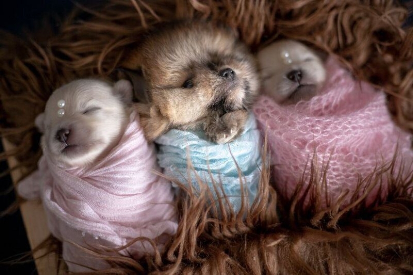 Miminost rollos: una maravillosa sesión de fotos de los cachorros recién nacidos Miminost rollos: una maravillosa sesión de fotos de los cachorros recién nacidos