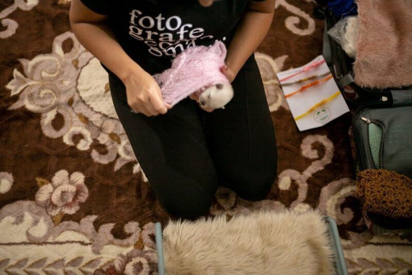 Miminost rollos: una maravillosa sesión de fotos de los cachorros recién nacidos Miminost rollos: una maravillosa sesión de fotos de los cachorros recién nacidos