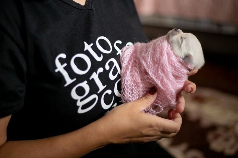 Miminost rollos: una maravillosa sesión de fotos de los cachorros recién nacidos Miminost rollos: una maravillosa sesión de fotos de los cachorros recién nacidos