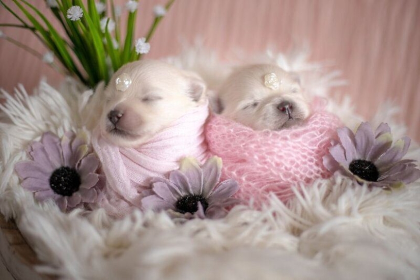 Miminost rollos: una maravillosa sesión de fotos de los cachorros recién nacidos Miminost rollos: una maravillosa sesión de fotos de los cachorros recién nacidos