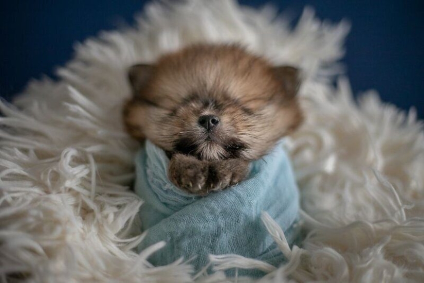 Miminost rollos: una maravillosa sesión de fotos de los cachorros recién nacidos Miminost rollos: una maravillosa sesión de fotos de los cachorros recién nacidos