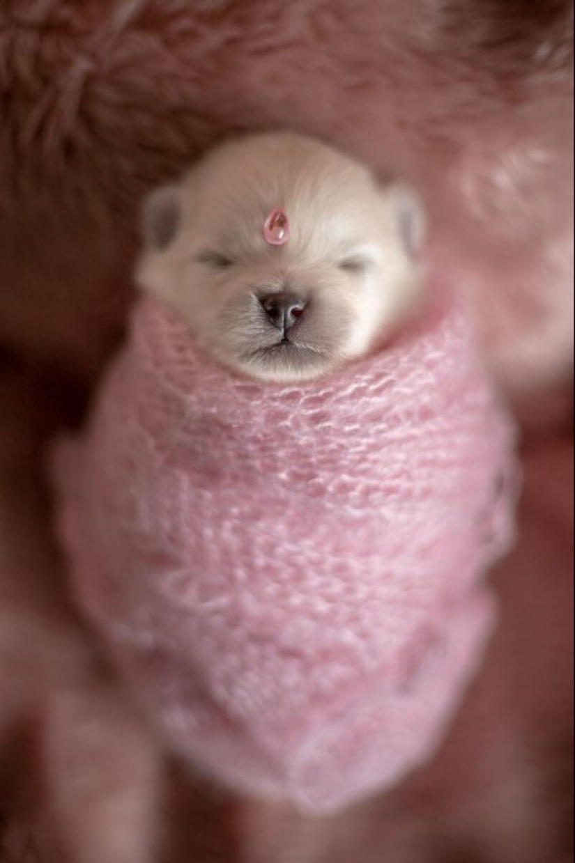 Miminost rollos: una maravillosa sesión de fotos de los cachorros recién nacidos Miminost rollos: una maravillosa sesión de fotos de los cachorros recién nacidos