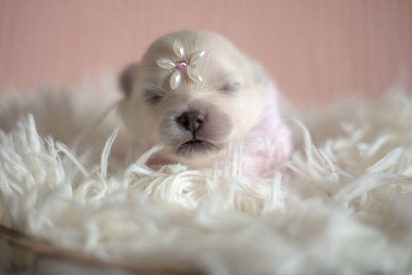 Miminost rollos: una maravillosa sesión de fotos de los cachorros recién nacidos Miminost rollos: una maravillosa sesión de fotos de los cachorros recién nacidos