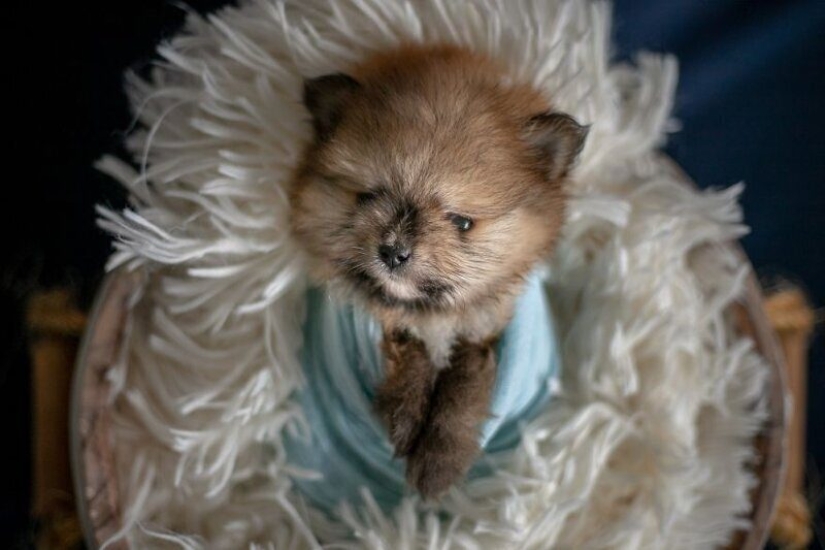 Miminost rollos: una maravillosa sesión de fotos de los cachorros recién nacidos Miminost rollos: una maravillosa sesión de fotos de los cachorros recién nacidos