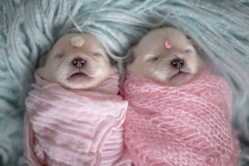 Miminost rollos: una maravillosa sesión de fotos de los cachorros recién nacidos Miminost rollos: una maravillosa sesión de fotos de los cachorros recién nacidos