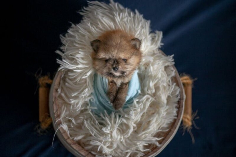 Miminost rollos: una maravillosa sesión de fotos de los cachorros recién nacidos Miminost rollos: una maravillosa sesión de fotos de los cachorros recién nacidos