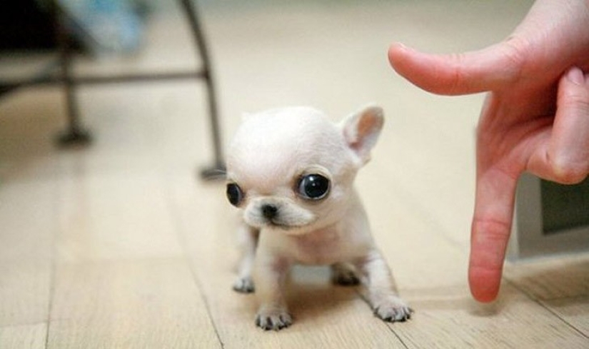 Minimisethe del día — 30 fotos de los perritos que harán de su día más feliz