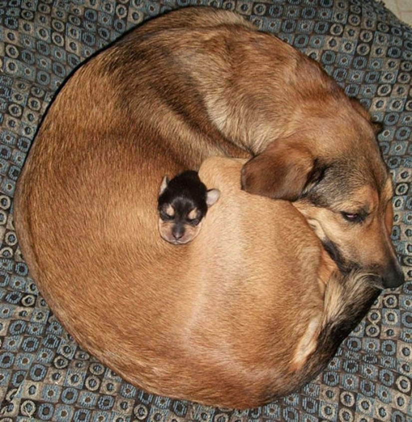 Minimisethe del día — 30 fotos de los perritos que harán de su día más feliz