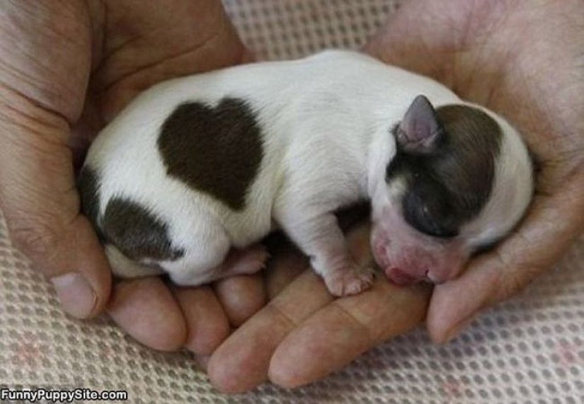 Minimisethe del día — 30 fotos de los perritos que harán de su día más feliz