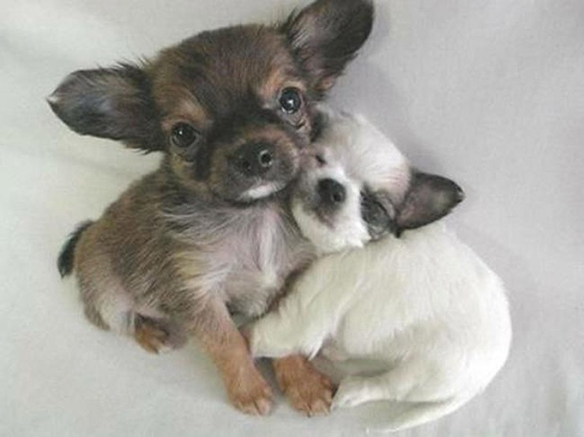 Minimisethe del día — 30 fotos de los perritos que harán de su día más feliz