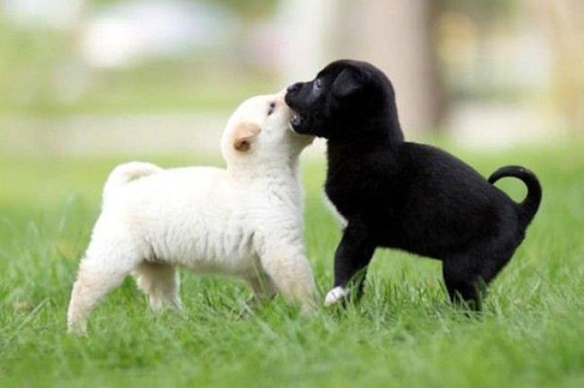 Minimisethe del día — 30 fotos de los perritos que harán de su día más feliz