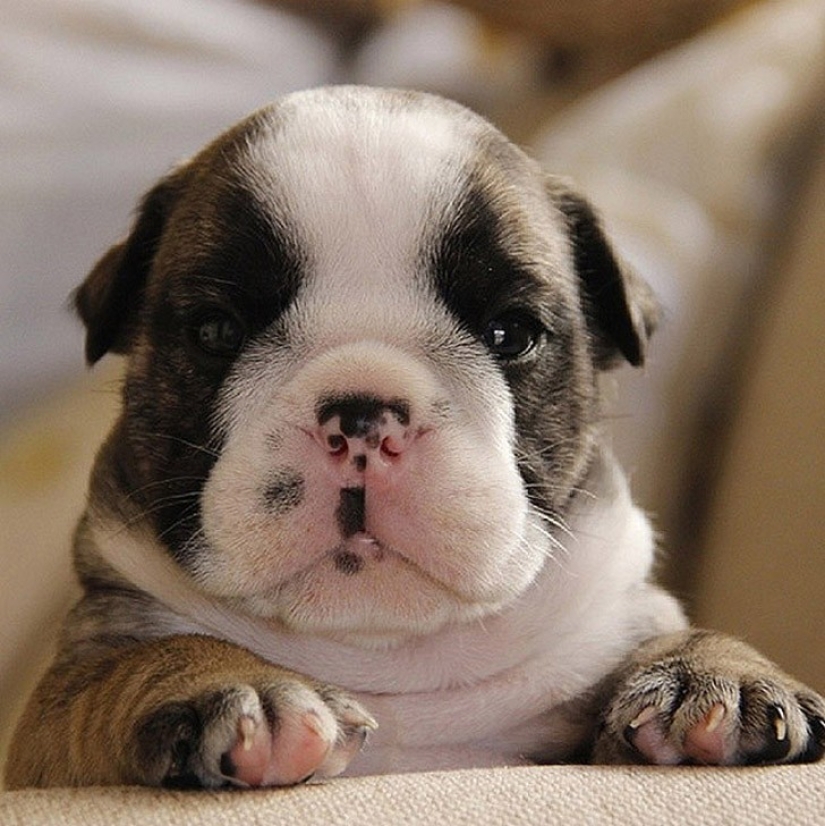Minimisethe del día — 30 fotos de los perritos que harán de su día más feliz