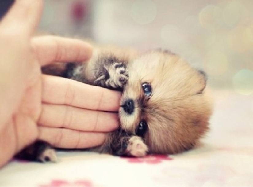 Minimisethe del día — 30 fotos de los perritos que harán de su día más feliz