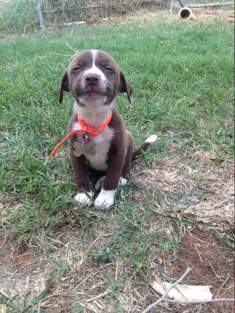 Minimisethe del día — 30 fotos de los perritos que harán de su día más feliz
