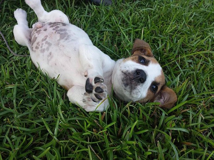 Minimisethe del día — 30 fotos de los perritos que harán de su día más feliz