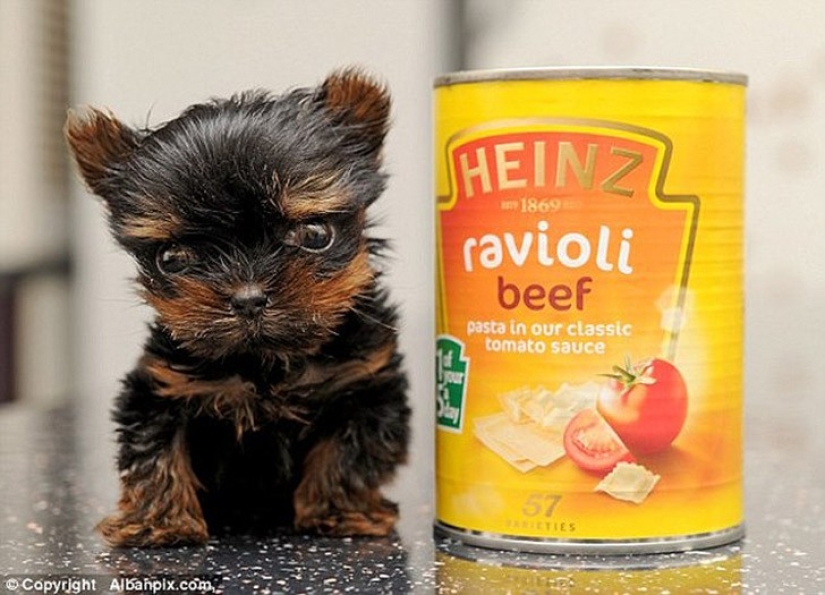 Minimisethe del día — 30 fotos de los perritos que harán de su día más feliz
