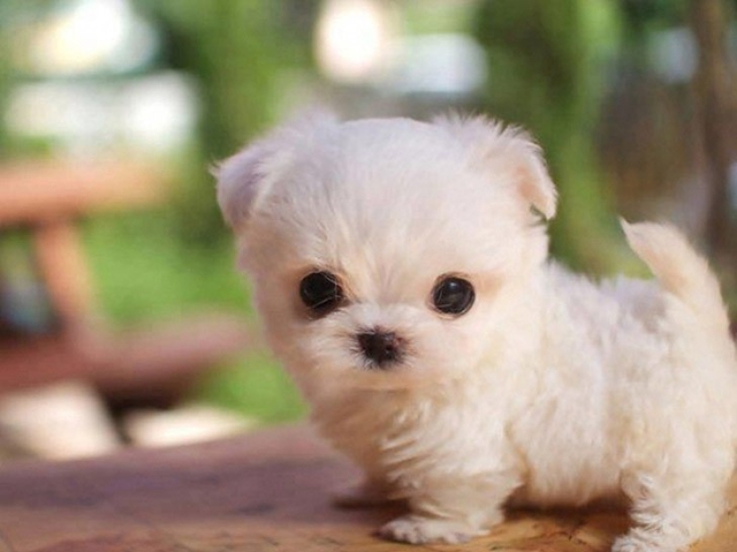 Minimisethe del día — 30 fotos de los perritos que harán de su día más feliz