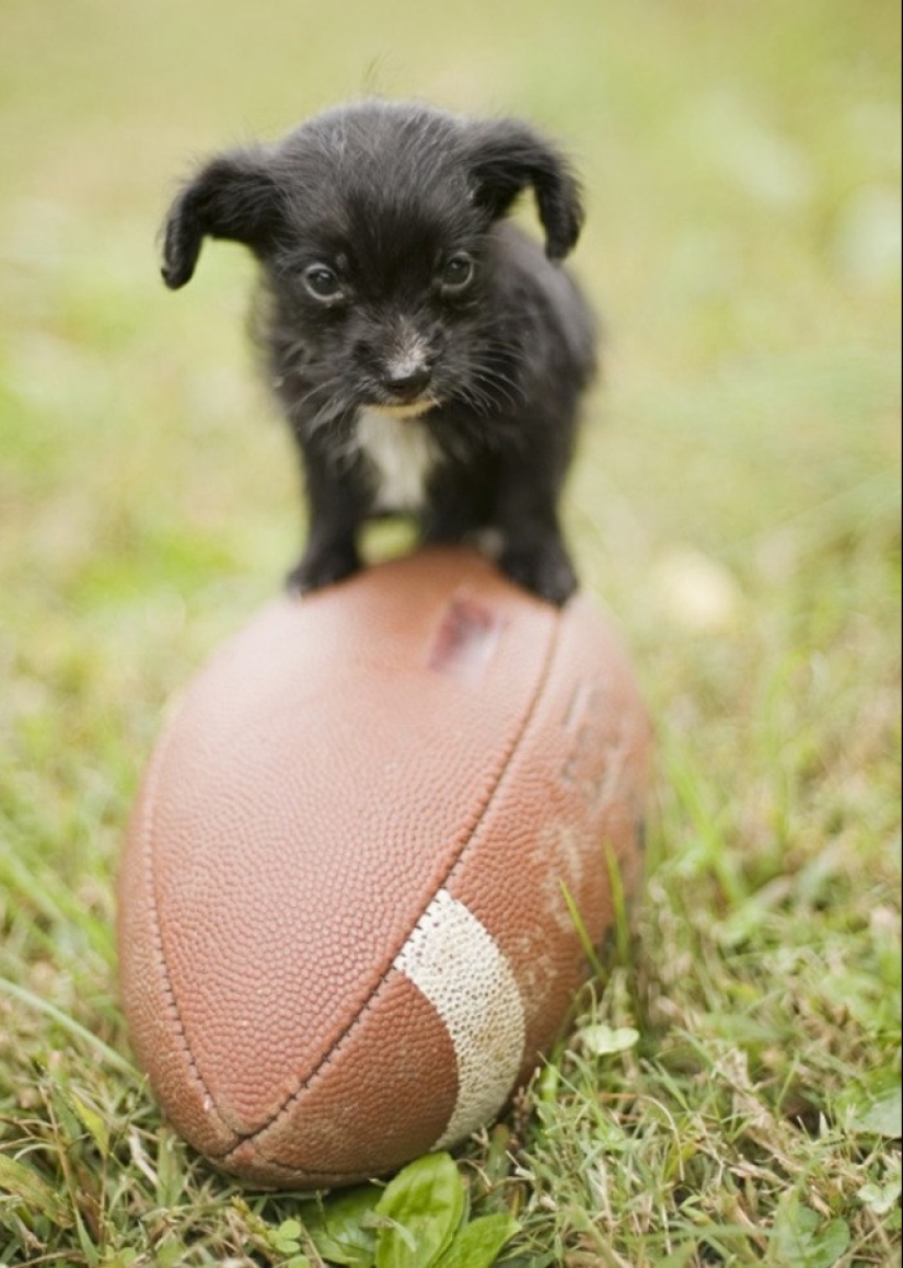Minimisethe del día — 30 fotos de los perritos que harán de su día más feliz