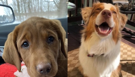 Minimisethe rollos! 25 animales divertidos que va a conquistar su corazón Minimisethe rollos! 25 animales divertidos que va a conquistar su corazón