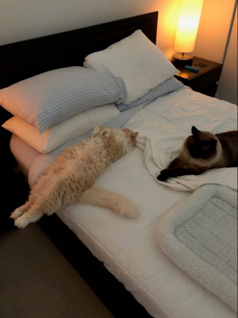 Minimisethe rolls! 25 funny animals that will conquer your heart Minimisethe rolls! 25 funny animals that will conquer your heart