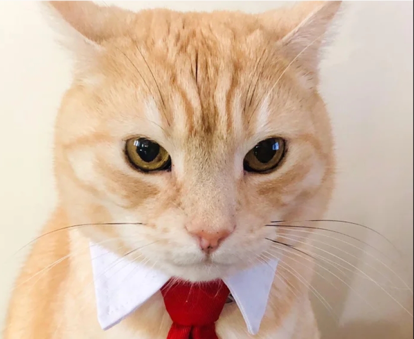 Minimisethe rolls! 25 funny animals that will conquer your heart Minimisethe rolls! 25 funny animals that will conquer your heart