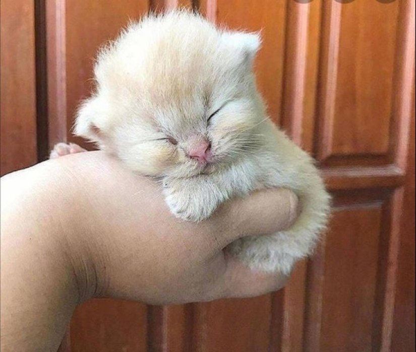 Minimisethe rolls! 25 funny animals that will conquer your heart Minimisethe rolls! 25 funny animals that will conquer your heart