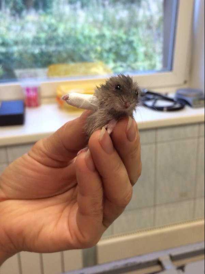 Minimisethe rolls! 25 funny animals that will conquer your heart Minimisethe rolls! 25 funny animals that will conquer your heart