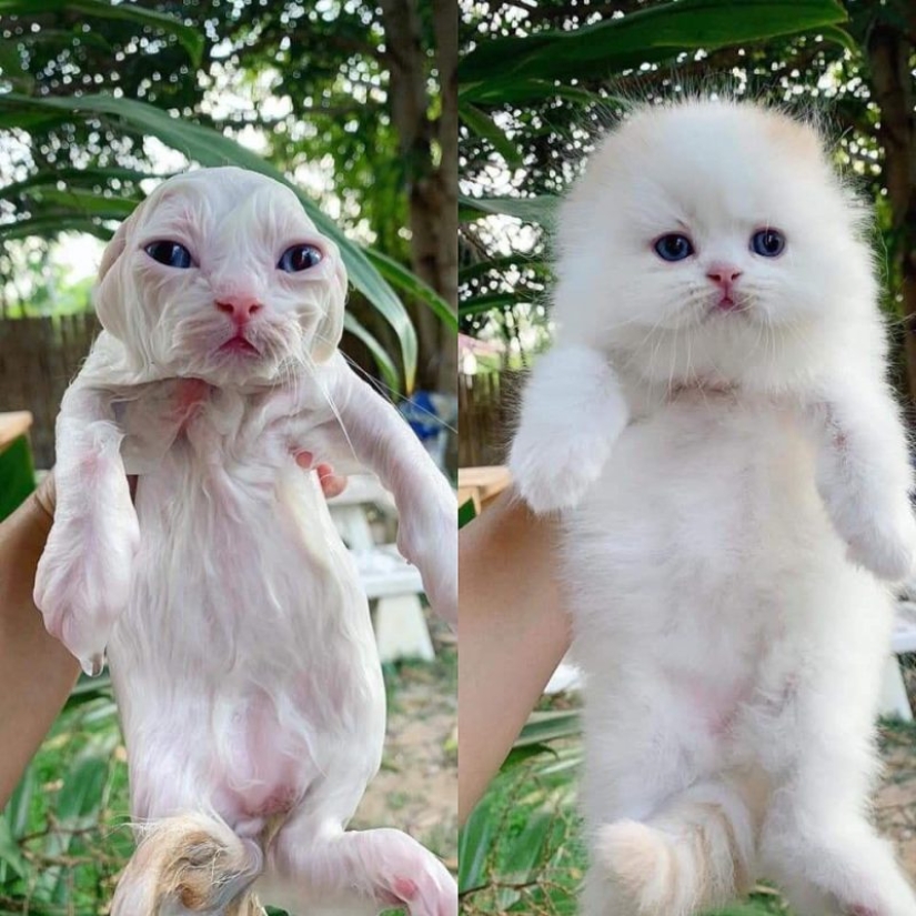 Minimisethe rolls! 25 funny animals that will conquer your heart Minimisethe rolls! 25 funny animals that will conquer your heart