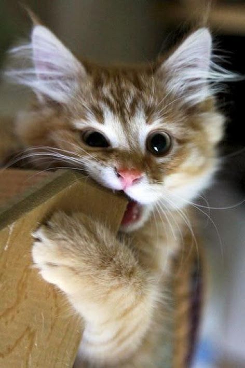 Minimisethe rolls! 25 funny animals that will conquer your heart Minimisethe rolls! 25 funny animals that will conquer your heart