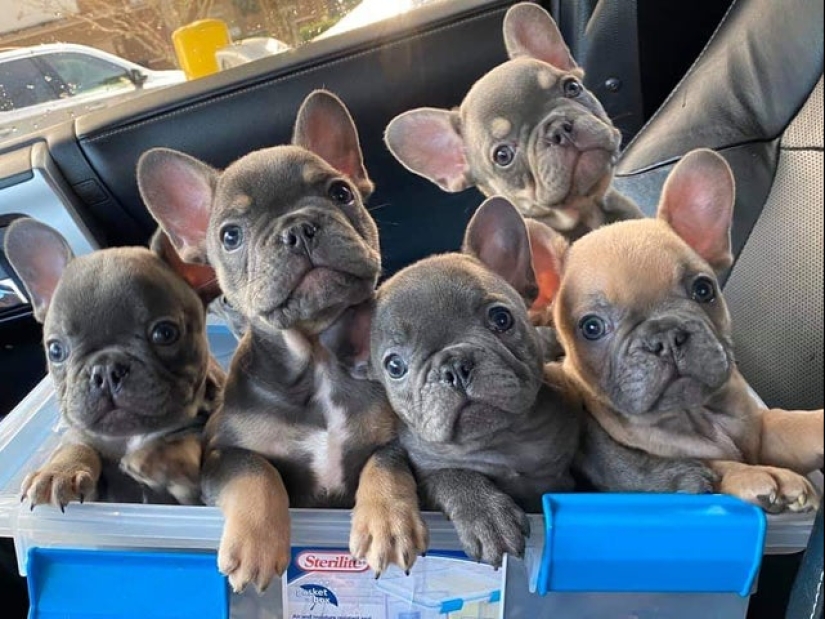 Minimisethe rolls! 25 funny animals that will conquer your heart Minimisethe rolls! 25 funny animals that will conquer your heart