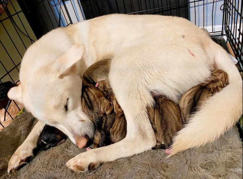 Minimisethe rolls! 25 funny animals that will conquer your heart Minimisethe rolls! 25 funny animals that will conquer your heart