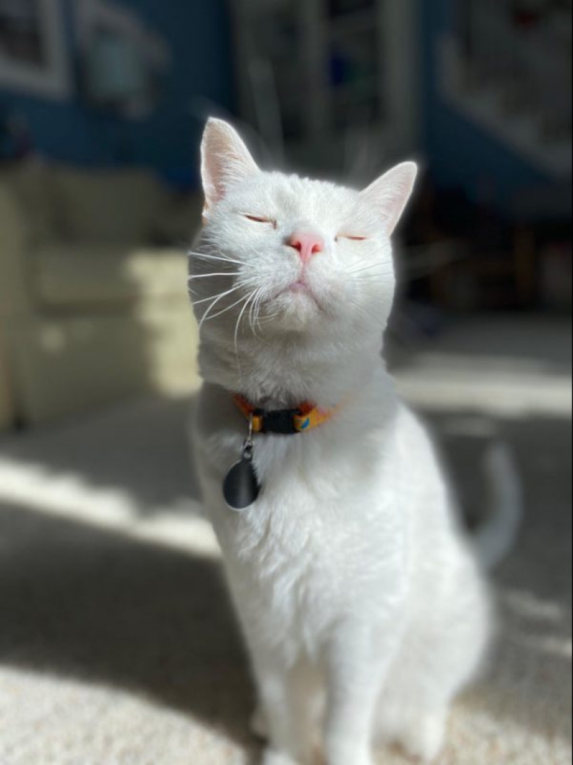 Minimisethe rolls! 25 funny animals that will conquer your heart Minimisethe rolls! 25 funny animals that will conquer your heart