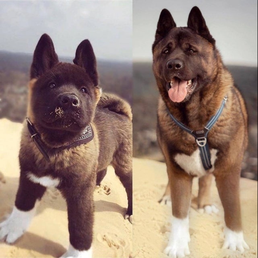 Minimisethe rolls! 25 funny animals that will conquer your heart Minimisethe rolls! 25 funny animals that will conquer your heart