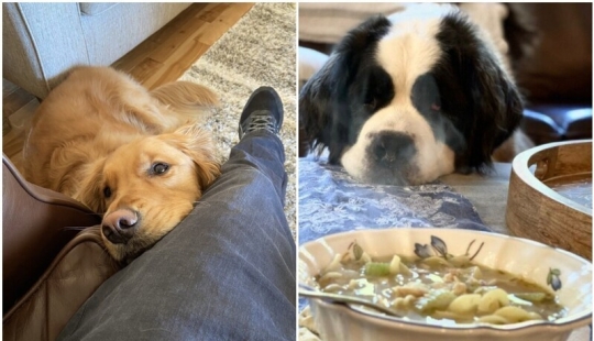 Mira directamente al alma: 30 perros que piden comida a sus dueños