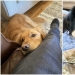 Mira directamente al alma: 30 perros que piden comida a sus dueños Mira directamente al alma: 30 perros que piden comida a sus dueños
