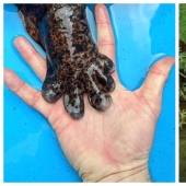 Miracle from Asia: 7 interesting facts about the Japanese giant salamander Miracle from Asia: 7 interesting facts about the Japanese giant salamander