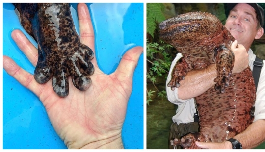 Miracle from Asia: 7 interesting facts about the Japanese giant salamander Miracle from Asia: 7 interesting facts about the Japanese giant salamander