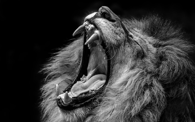 "Mis garras salen y tengo un fuerte deseo de atacar": las revelaciones de un hombre lobo moderno