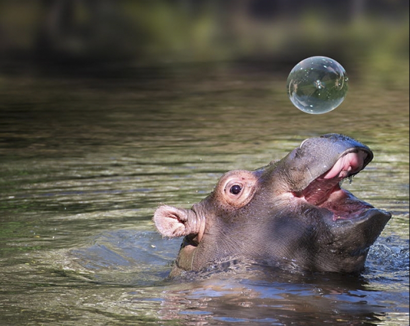 Mission Possible - hippos who will stop the internet dictatorship of cats Mission Possible - hippos who will stop the internet dictatorship of cats