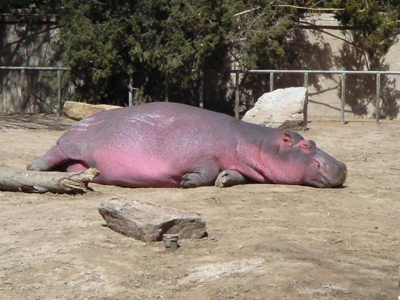 Mission Possible - hippos who will stop the internet dictatorship of cats Mission Possible - hippos who will stop the internet dictatorship of cats