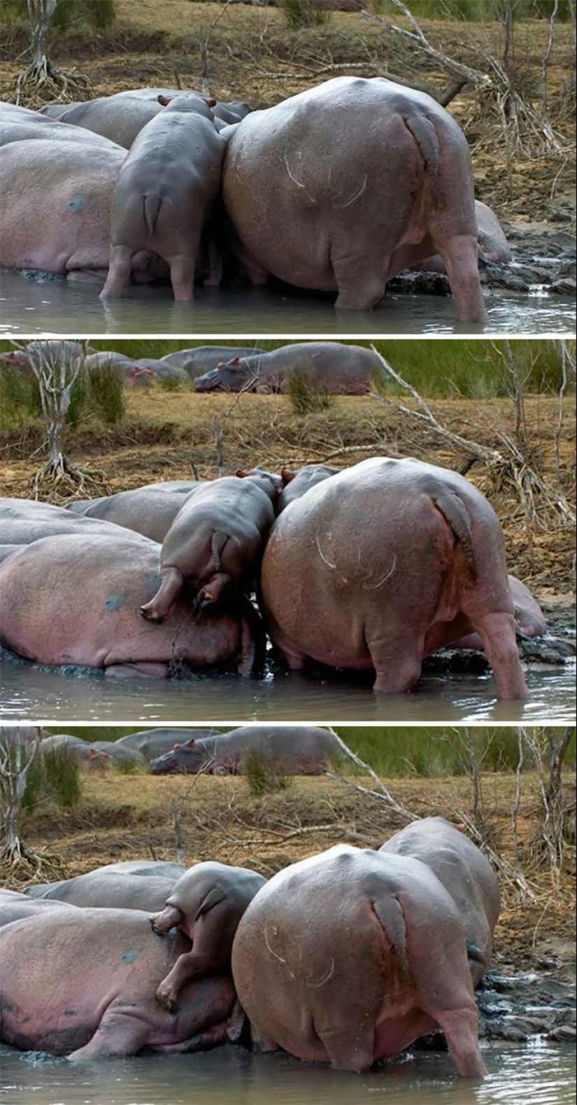 Mission Possible - hippos who will stop the internet dictatorship of cats Mission Possible - hippos who will stop the internet dictatorship of cats