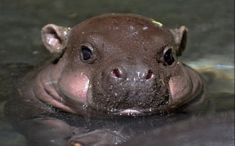 Mission Possible - hippos who will stop the internet dictatorship of cats Mission Possible - hippos who will stop the internet dictatorship of cats