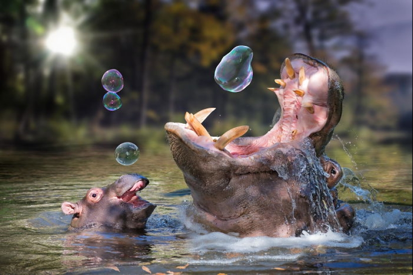 Mission Possible - hippos who will stop the internet dictatorship of cats Mission Possible - hippos who will stop the internet dictatorship of cats