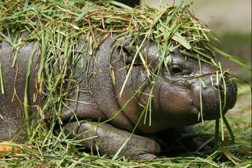 Mission Possible - hippos who will stop the internet dictatorship of cats Mission Possible - hippos who will stop the internet dictatorship of cats