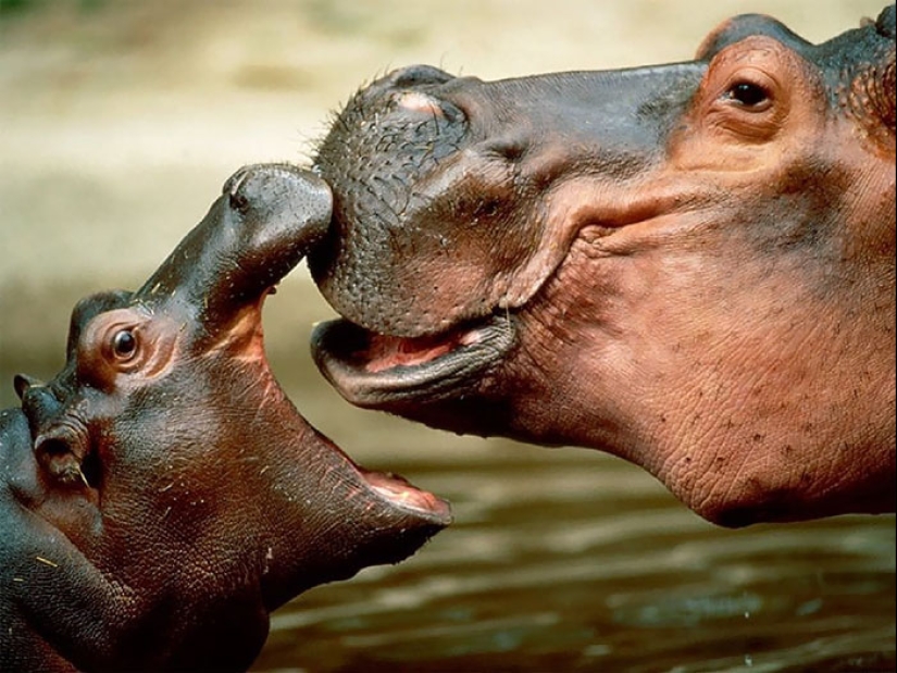 Mission Possible - hippos who will stop the internet dictatorship of cats Mission Possible - hippos who will stop the internet dictatorship of cats
