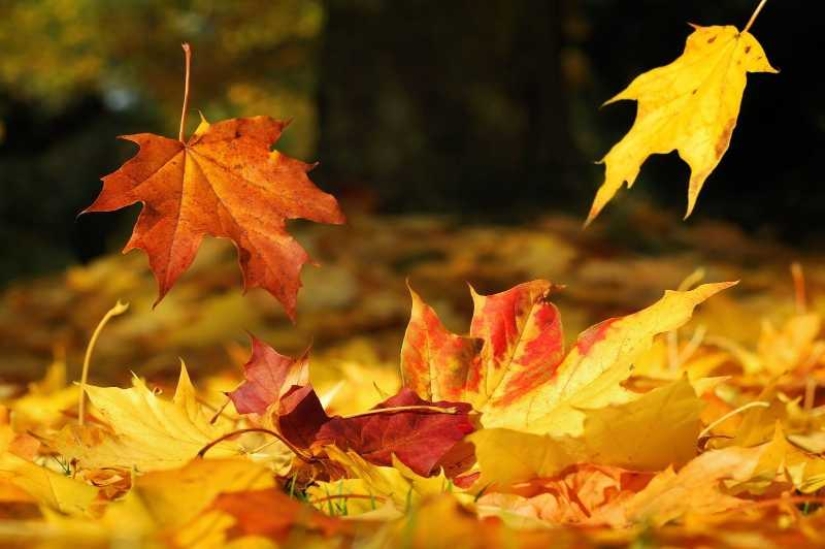Momijigari: How the Japanese Turned Autumn Maple Admiration into an Art Momijigari: How the Japanese Turned Autumn Maple Admiration into an Art