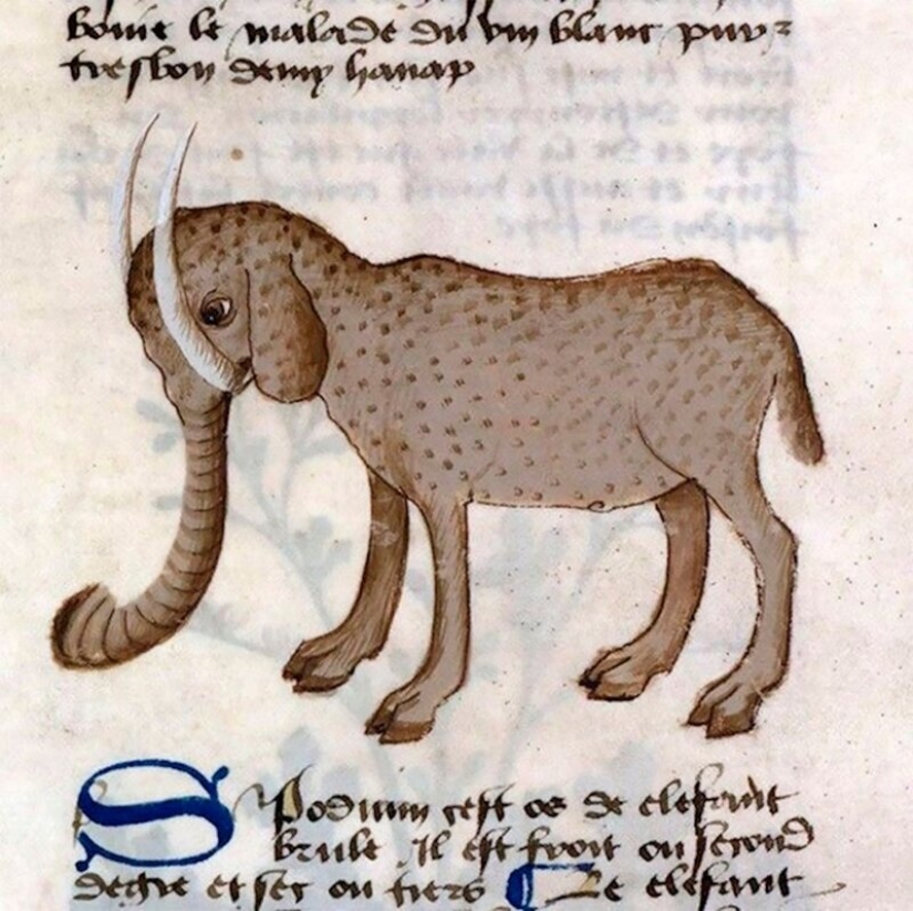 Monster nosed: in the middle Ages painted elephants